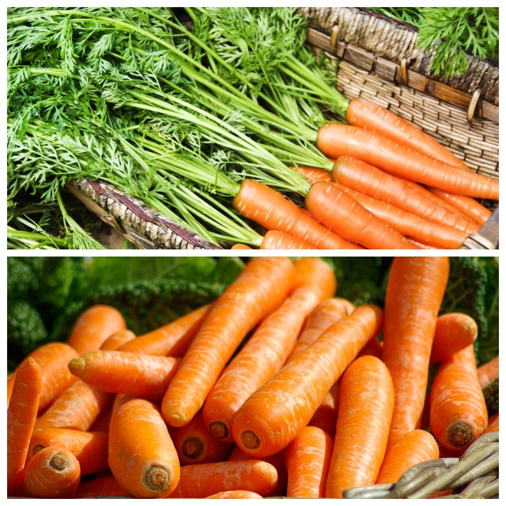 Как правильно хранить морковь в погребе зимой
