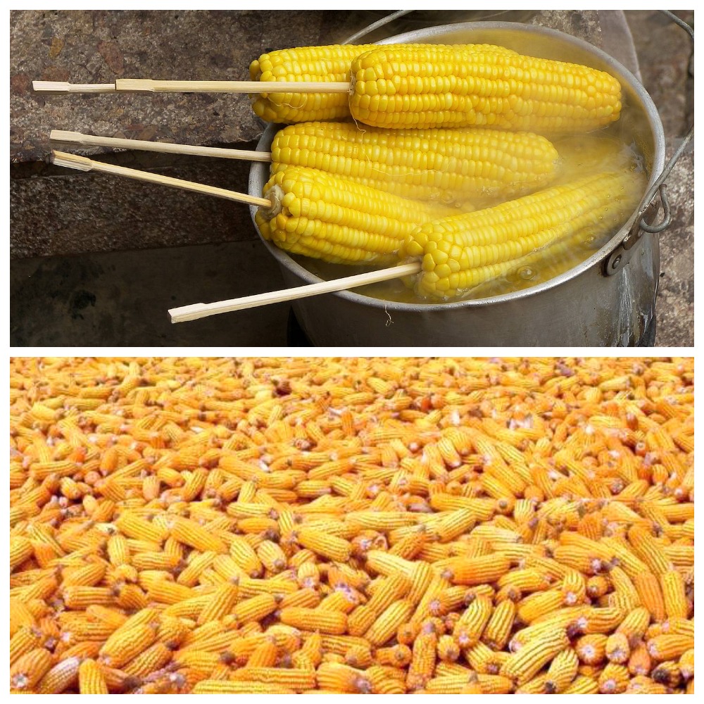 Как правильно хранить кукурузу